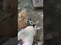 Funny Goat Kissing For Mating Shorts Funny Goat Kissing For Mating Shorts