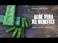 Aloe vera jel complete  information #forever living product #skincare #aloe 
