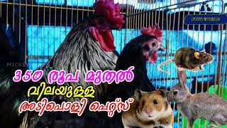 350 രൂപ മുതല്‍ വിലയുള്ള അടിപൊളി പെറ്റ്സ് | Hamster  | RABBITS | MICE | GUINEA PIG | Fancy Chicken