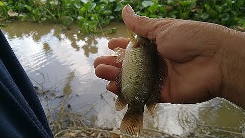 Câu Cá Rô Đồng Mùa Nước Nổi Hôm Nay Toàn Cá Rô Ú Giật Đã Tay #mientaychomoi996