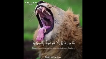 جمالية،القارئ بدر المقداد (إني توكلت على الله....