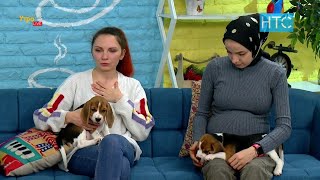 Охотничья порода собак бигль: дружелюбный, умный, но любит поесть / УтроLive / НТС