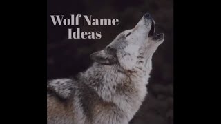 Wolf Name Ideas