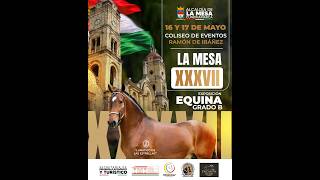 Exposición Equina Grado B LA MESA  2026 - día 1