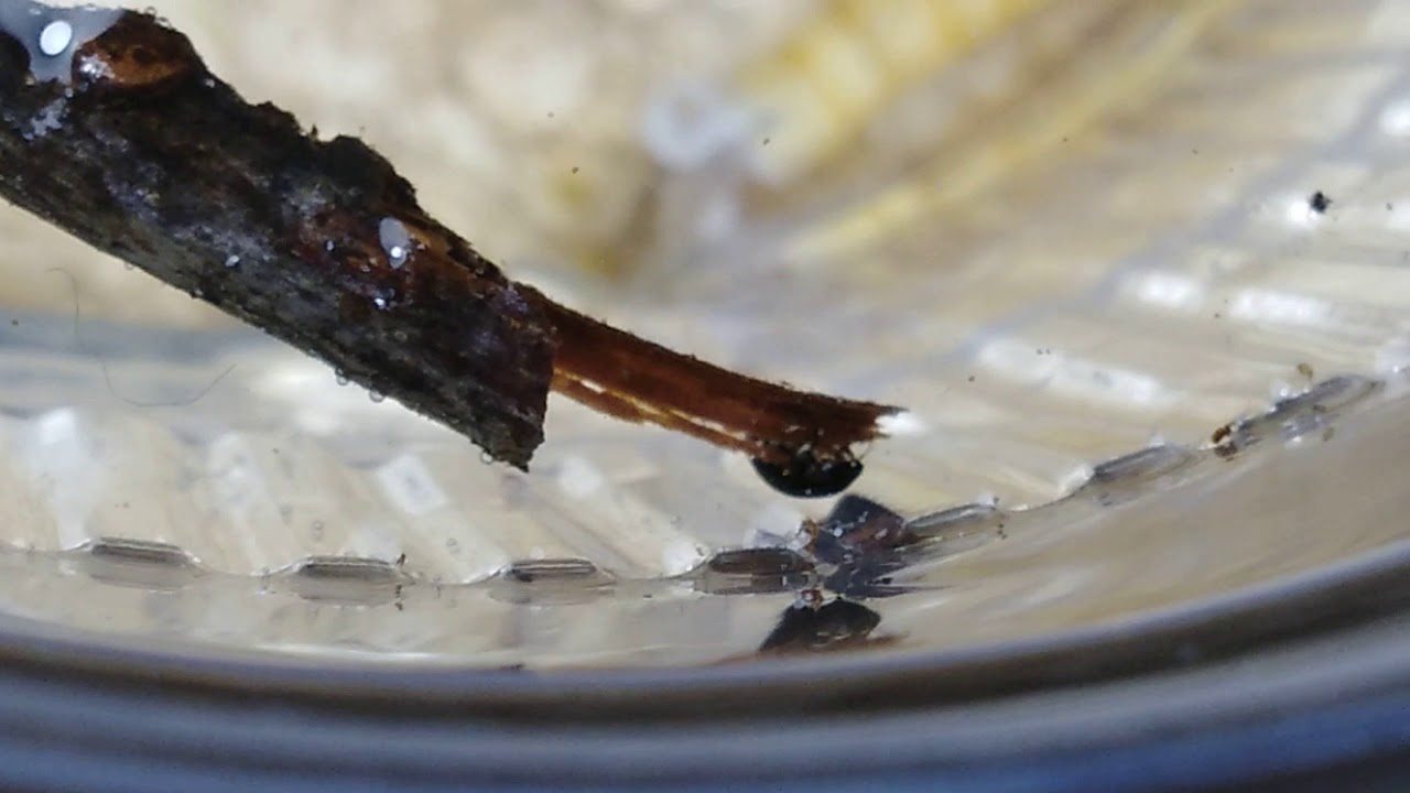 Neznámý vodní brouk a Haliplus