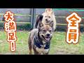 ドッグランに来たら、珍しい出来事がおきました!!!