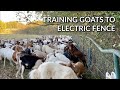Training Goats to Electric Fence