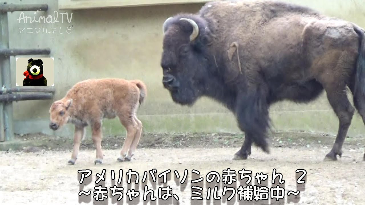 バイソンの赤ちゃん 2 ミルク編 American Bison S Baby 2 Milk 333 Animaltv アニマルテレビ Youtube