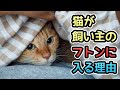 『猫が布団に入ってくる心理』かわいすぎるその理由を解説