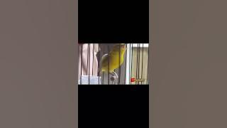 masteran pleci G16