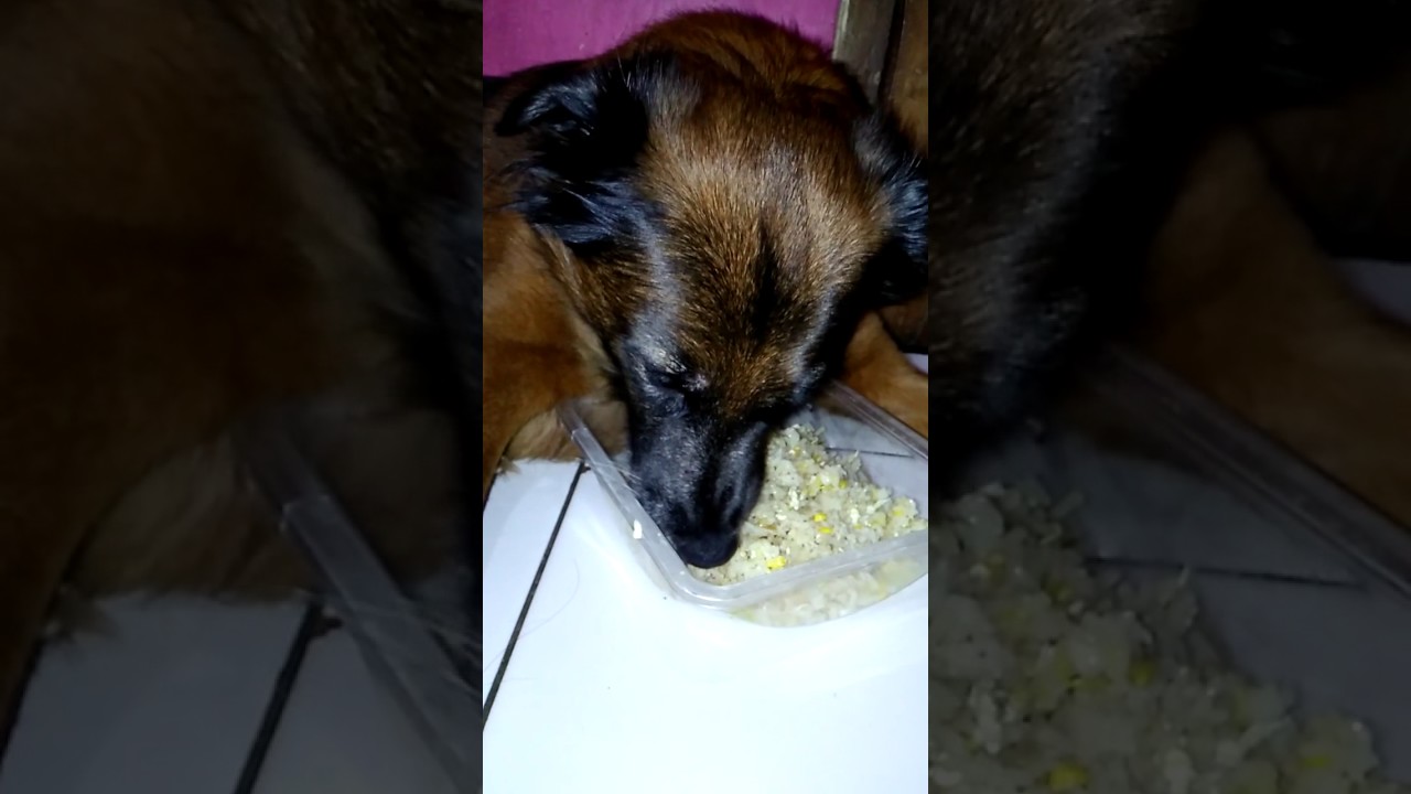 Anjing Lucu Makan Nasi Goreng Dengan Lahap Youtube