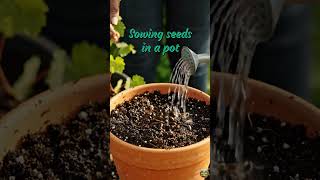 how to grow a grapes 🍇 plant#usashorts #farming #usa #indoorfarming #grapes