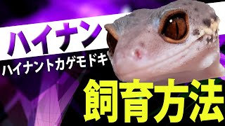 ハイナントカゲモドキの飼育方法を紹介します