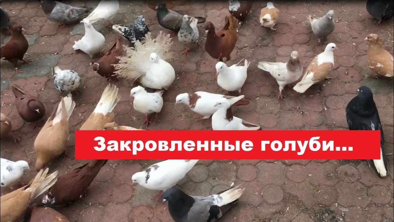 Что будет, если спаровать мать с сыном?