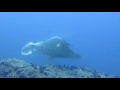 Dolphins, Whale Sharks, Giant Manta at Tofo, Mozambique