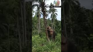 @aanavideos7034 An wild elephant trying to pluck coconuts