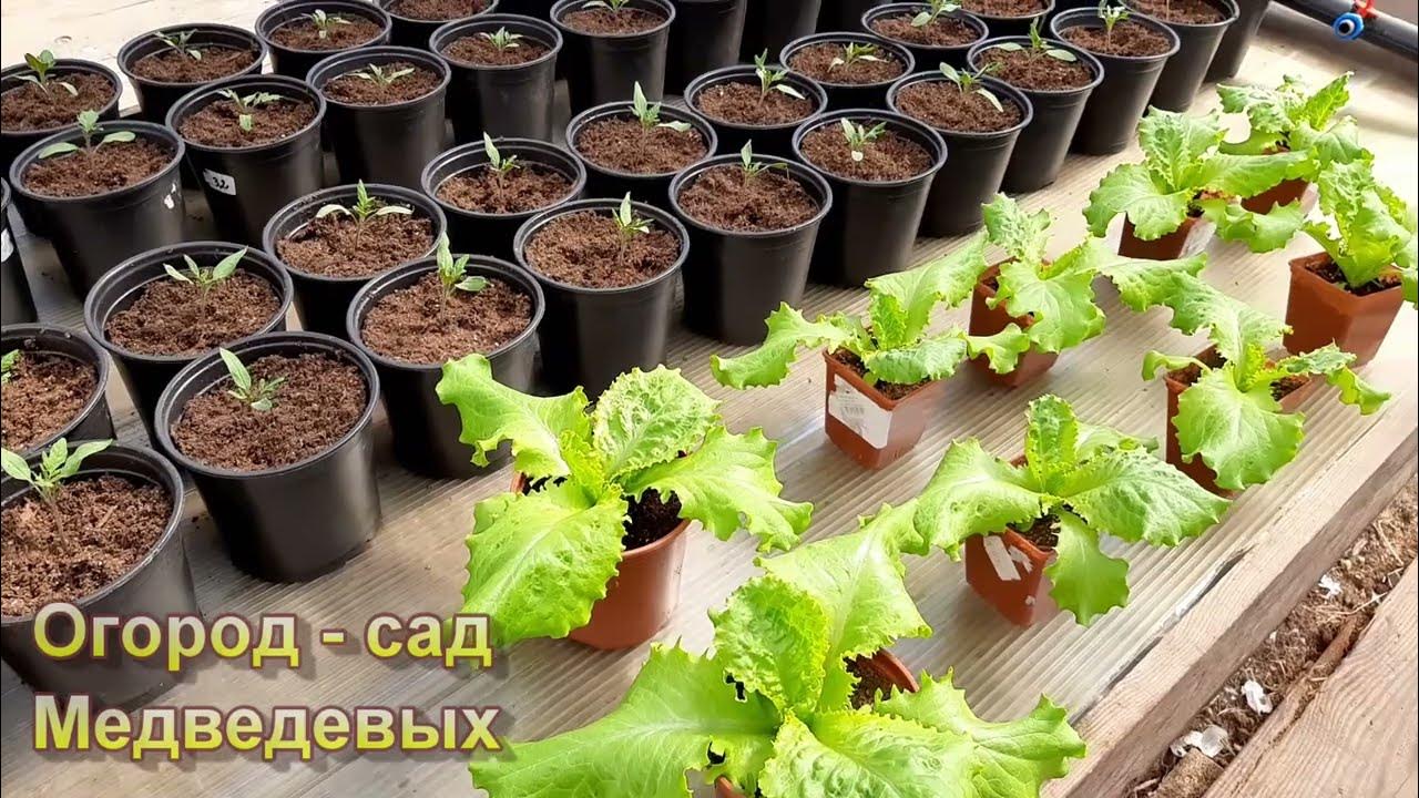 Обзор теплицы с рассадой на 23 апреля - YouTube