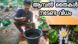 water lily /Aambal Plant Care | How To Bloom Water Lilly / Lotus Germination easy | Water Lilly