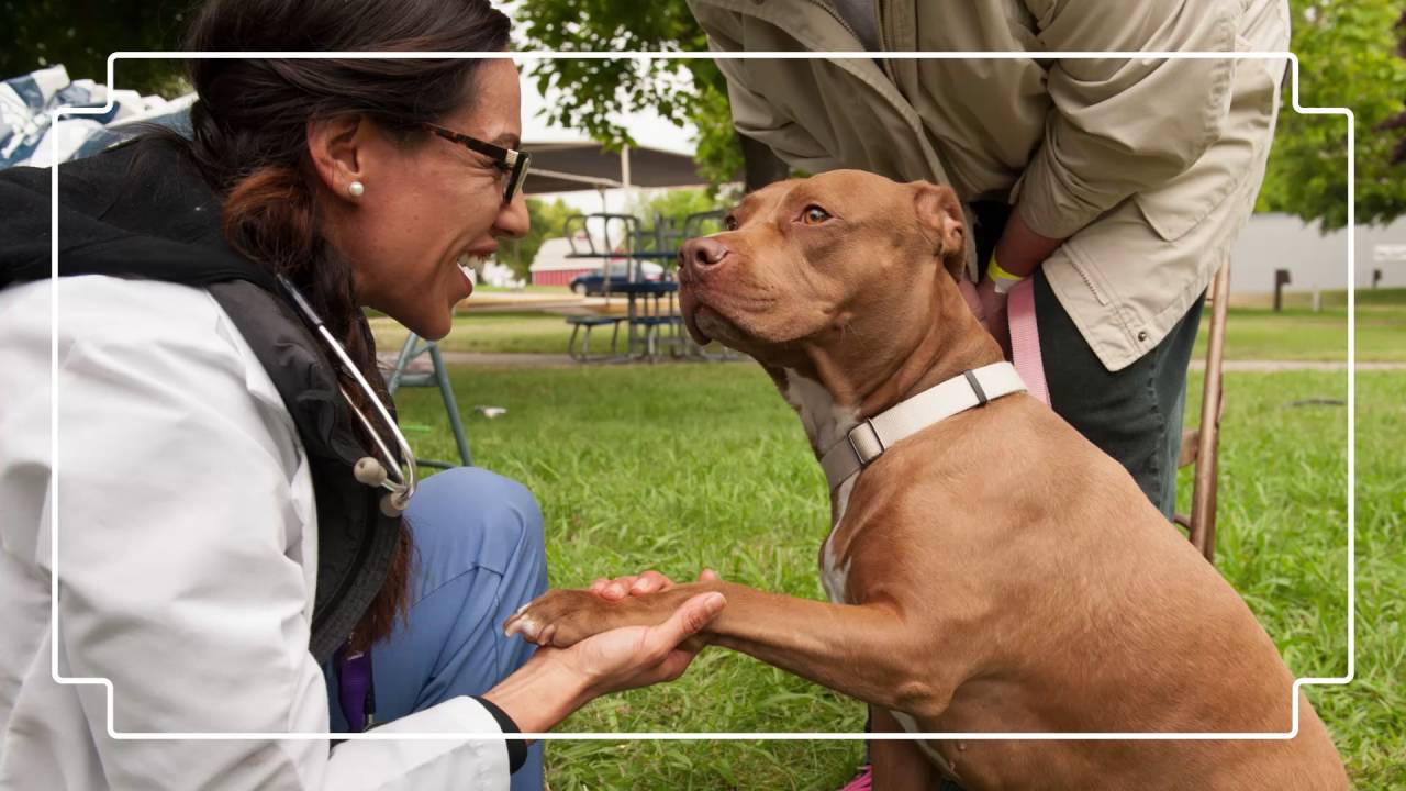 Banfield Foundation Celebrates Its 1-Year Anniversary