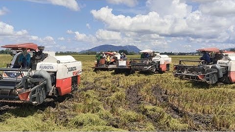 ngài hội máy cắt lúa ra đồng quá đông Luôn tập130 #maibangtv