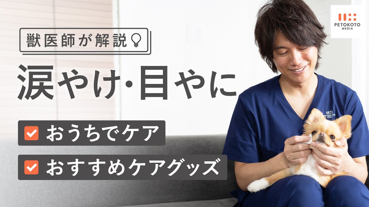 犬の涙やけ 目やに 嫌がる場合の取り方などのお手入れ方法やドッグフードなどを通した治し方の可能性を獣医師が解説 ケア Youtube