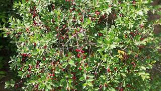 IN FRONT OF DJI MINI 4 PRO DRONE : Wild sour cherry ripening in May 2024