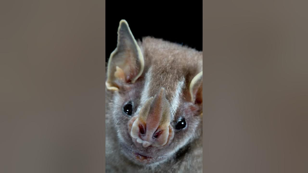 pitchin down some bats squeak squeak YouTube