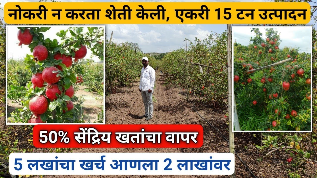 50% सेंद्रिय खतांचा वापर करून डाळिंब शेतीतून घेतात एकरी 15 टन उत्पादन | Dalimb sheti mahiti