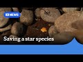 Working to save tiny cannibal sea star from extinction | ABC News