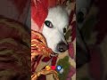 dog shorts 🐶😇#cute #dog #lifeisbutadream #pets #song
