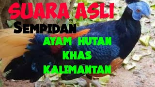 Suara ayam hutan kalimantan sapidan atau sakan