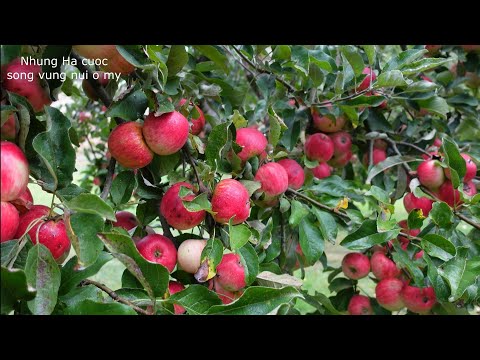 Video THU HOẠCH TÁO MỸ, CÀ CHUA,THÙ LÙ,LỤM TRỨNG GÀ, BÍ NGÒI... - youtube