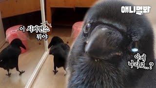 똑똑하다고 소문난 까마귀 까돌이가 태어나 처음 자기 얼굴을 보고 보인 반응ㅣCrow's Freaked Out Upon Seeing His Face For The First Time