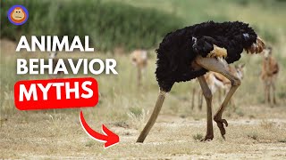 4 of the Biggest Myths About Animal Behaviors