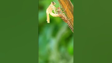 Vòng đời của Chuồn Chuồn #nhatkycontrung #chuonchuon #xuhuong