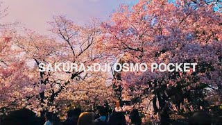 SAKURA×DJI OSMO POCKET  || 桜×TOKYO 2020 || CINEMATIC VLOG