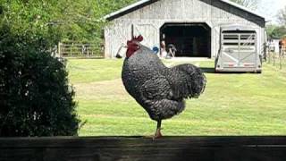 Rooster crowing on a farm in NC
