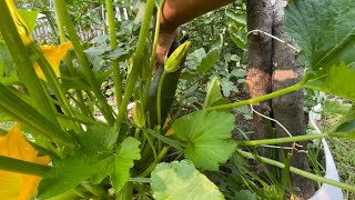 ASÍ VA MI HUERTA//UN ENORME ZUCCHINI FUE CORTADO 😍