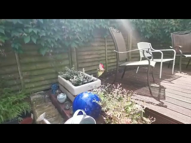 Video 1: Garden