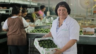 La vida le dio limones y ella los exportó…la historia de Judith Quevedo