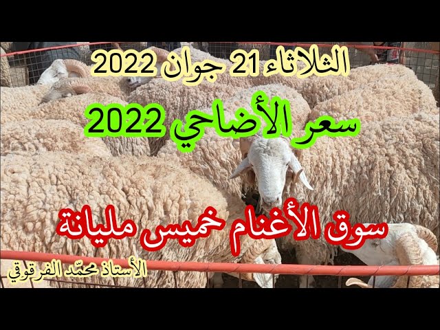 أسعار الأضاحي من سوق الأغنام خميس مليانة 2022