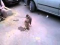 Abbottabad Monkey.mp4