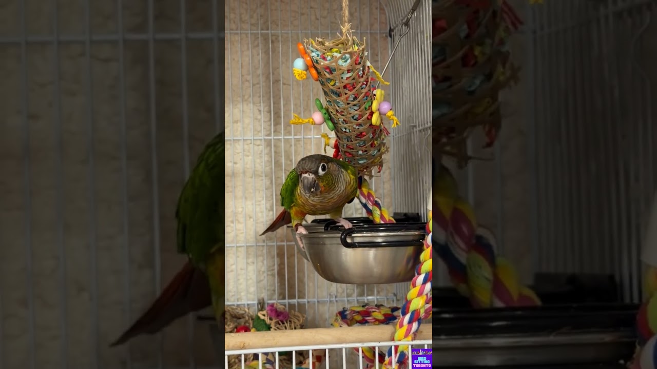 Khalessi's boarding recap with Bird Sitting Toronto