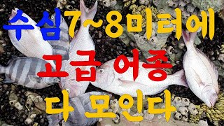 갯바위 (수심 7~8미터에 고급어종 다~ 모인다) 참돔과돌돔