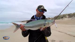 BCF Club Out There - Australian Salmon