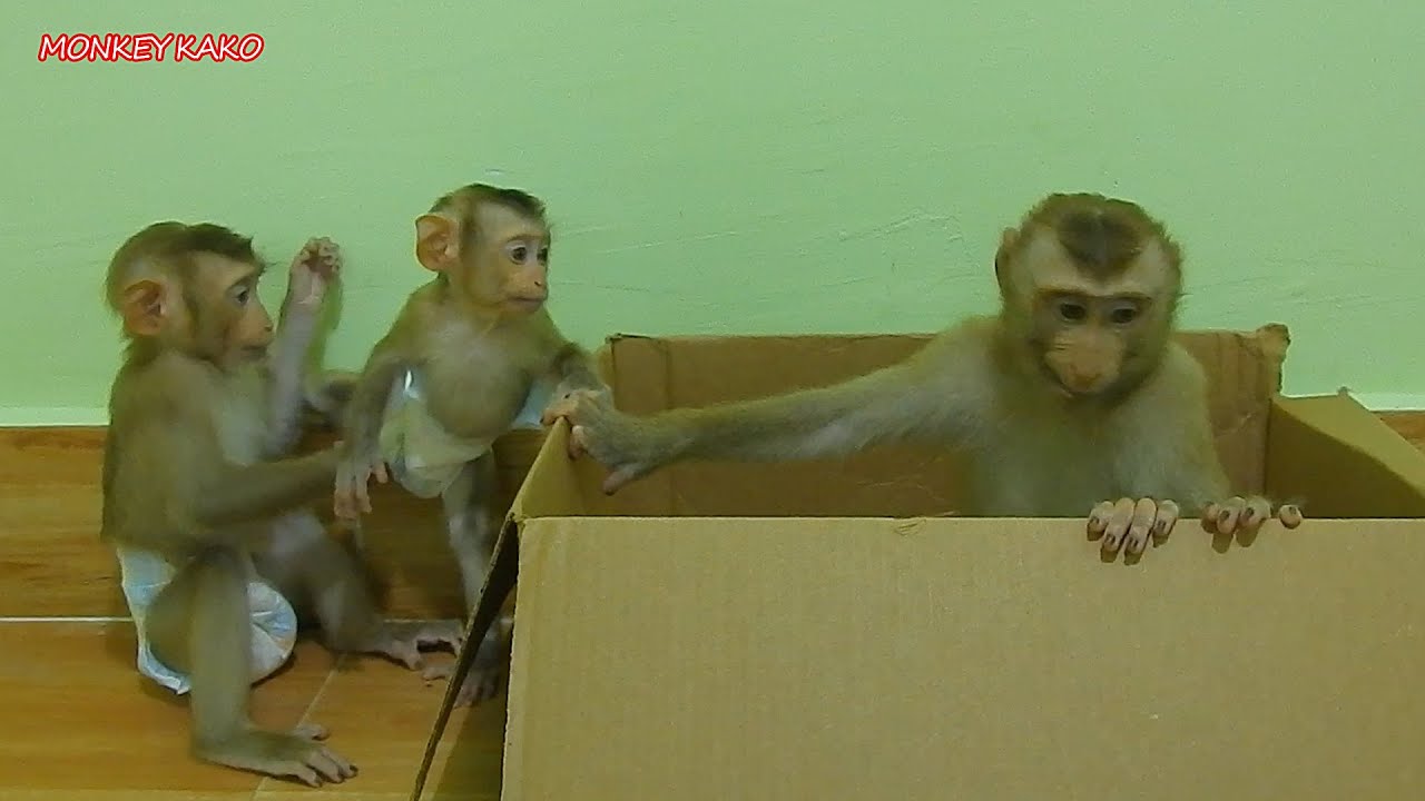 Brother Kako Playing Package Box With Sister Luna And Young Sister Nina