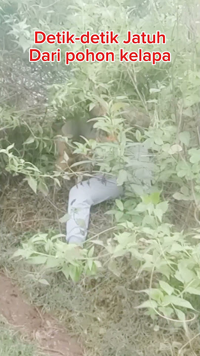 Video lucu,,Detik-detik jatuh Dari pohon kelapa #komedikuncir #funny #shortvideo #ngakak #comedy