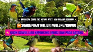 Suara pikat kolibri wulung/kowul paling ampuh