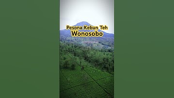 Kebun Teh Tambi Wonosobo #dieng #gunungprau #sikunir #diengwonosobo #diengplateu #kebunteh #drone