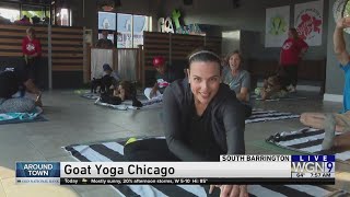 Around Town - Puppy Yoga